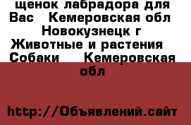 щенок лабрадора для Вас - Кемеровская обл., Новокузнецк г. Животные и растения » Собаки   . Кемеровская обл.